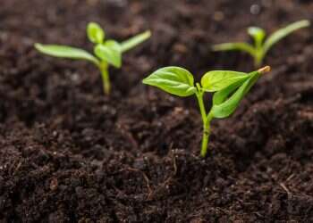 חודש שבט: לאהוב את מה שיש