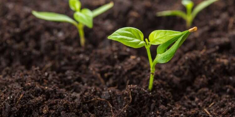 חודש שבט: לאהוב את מה שיש