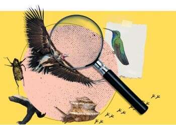 נראו לאחרונה: מה עלה בגורלן של החיות שנעלמו מנופי הארץ