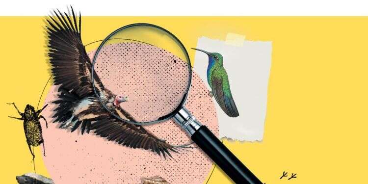 נראו לאחרונה: מה עלה בגורלן של החיות שנעלמו מנופי הארץ