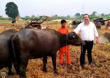שאל את הרב: שחיטה לפי היהדות זה לא צער בעלי חיים?