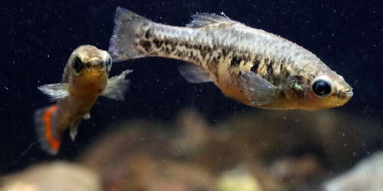 דג הטקילה. צילום: איי.אף.פי דגיג הטקילה חוזר לשגשג במקסיקו, ולנשוך משכשכים בספא המקומי