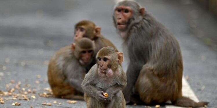 נבונים ביותר וחשים כאב, אבל וחמלה. צילום: AFP משאל עם בבזל: האם לתת זכויות אדם לקופים?