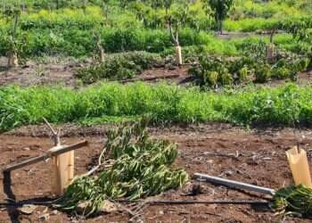 נקמת הבדואים: מטע הושחת ברמת הגולן