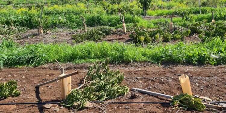 נקמת הבדואים: מטע הושחת ברמת הגולן