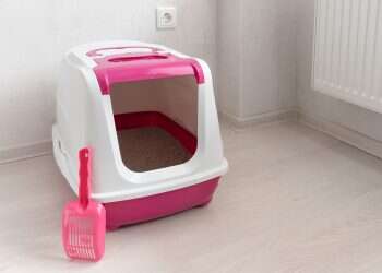 ארגז חול לחתול: המקום שבו החתול עושה את צרכיו