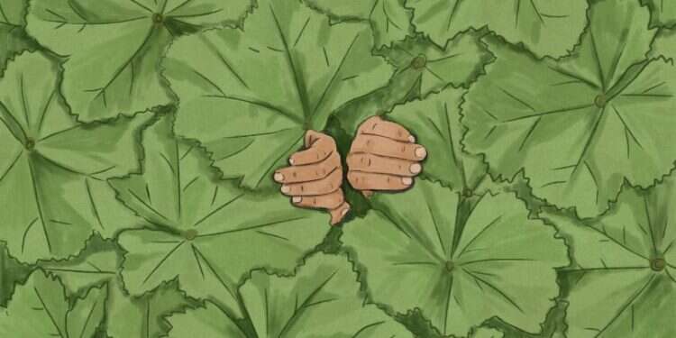 איור: שרון ארדיטי