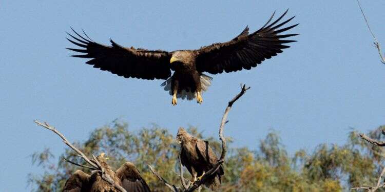 משפחה בהפרעה. שני עיטמים זכרים מגרשים את הנקבה מהמשולש המשפחתי. צילום: דרור גלילי