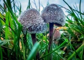 על רגל אחת: כך הפכו הפטריות לדבר החם בעולם המדע