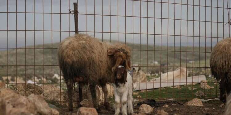 צילום: דוברות השומר יו עדרי הצאן כבר עומדים הכן