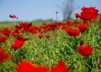 לחולל שינוי: זה הכול עניין של שיווק