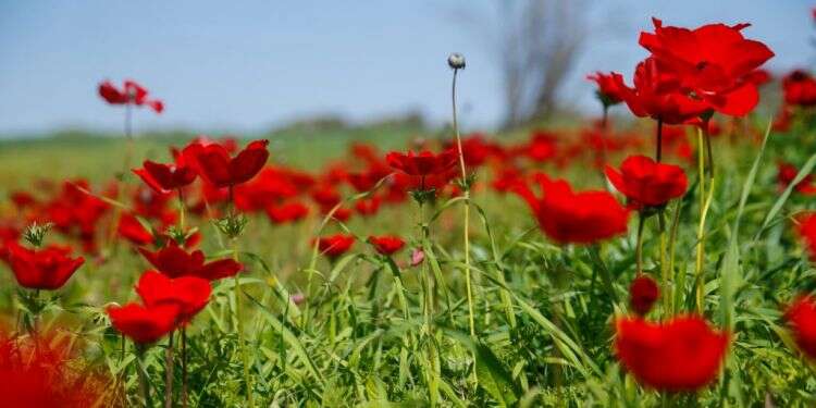 דרום אדום. צילום: לירון מולדובן לחולל שינוי: זה הכול עניין של שיווק
