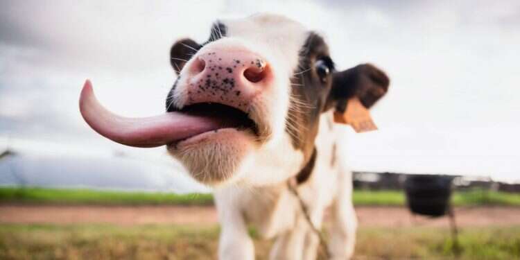 הבשר עשוי להגיע לשוק בעוד שנתיים. צילום: שאטרסטוק