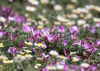 החרמון המופלא