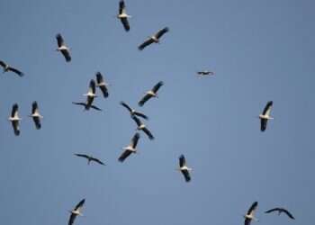 קול קורא: מה עומד מאחורי נדידת הציפורים בישראל?