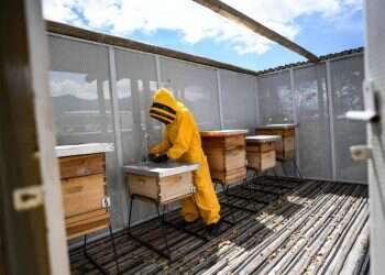 חוקרים בקולומביה מבקשים להציל את הדבורים במדינה מ"אלצהיימר"