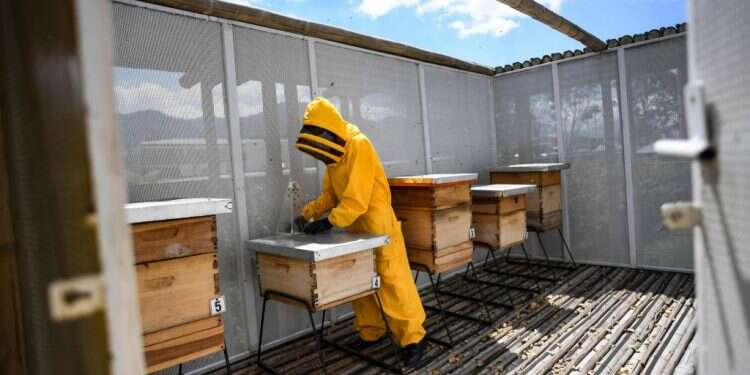 חוקרים בקולומביה מבקשים להציל את הדבורים במדינה מ"אלצהיימר"