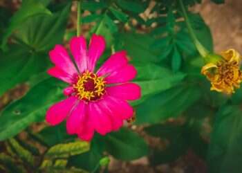 החירות לא להיות מושלמת