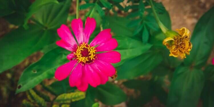 החירות לא להיות מושלמת