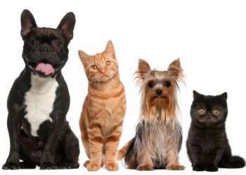 ביטוח חיות מחמד