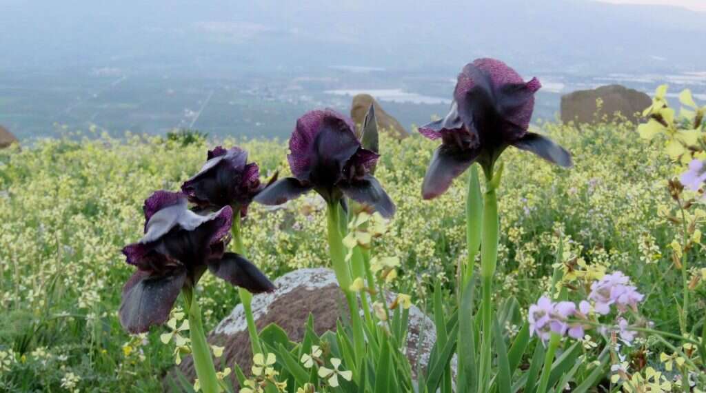 האירוס השחור פורח בגלעד, במבט מערב, אל נופי ישראל. צילום: שאטרסטוק סודות של אירוסים: מסע בעקבות הפרח הנדיר ביותר בירדן
