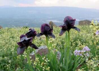 סודות של אירוסים: מסע בעקבות הפרח הנדיר ביותר בירדן