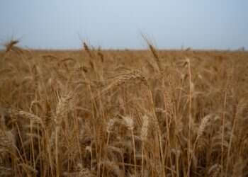 האנרגיה של ספירת העומר