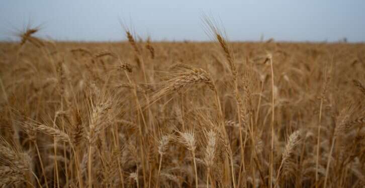 האנרגיה של ספירת העומר