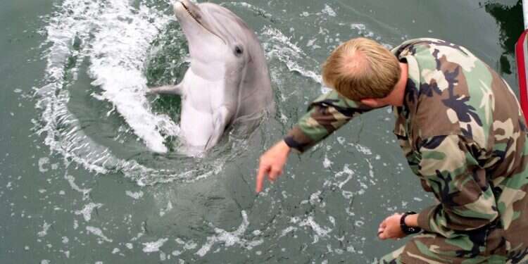 חייל אמריקני מאלף דולפין. צילום: U.S. Navy Photo by Illustrator Draftsman 1st Class Pierre G. Georges חשד: רוסיה משתמשת בדולפינים צבאיים לצורכי הגנה על בסיס בים השחור