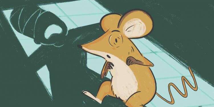 איור: רעות בורץ