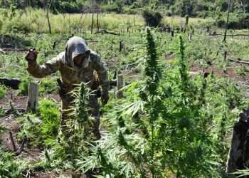 צבא לבנון מנסה להילחם בברוני הסמים שפועלים תחת חסות חיזבאללה