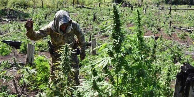 שדות גידול סמים. אילוסטרציה. צילום: AFP צבא לבנון מנסה להילחם בברוני הסמים שפועלים תחת חסות חיזבאללה