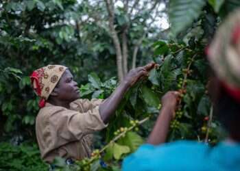 הקפה שמציל את יער הגשם