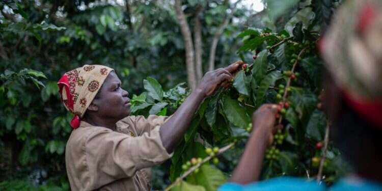 מטע קפה ברכס גורונגוסה במוזמביק. צילום: AFP הקפה שמציל את יער הגשם