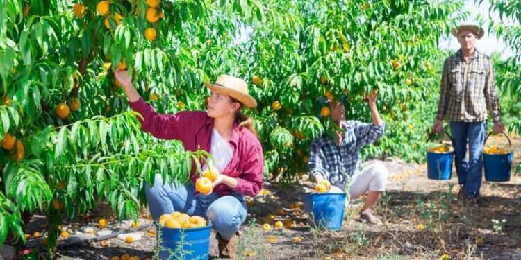 חופשיים לעבוד:  כל מה שחשוב לדעת על עבודת בני נוער בקיץ