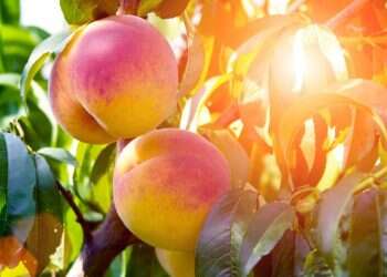 חכמת עץ הנקטרינה