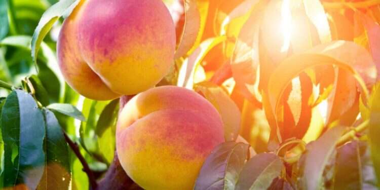 חכמת עץ הנקטרינה