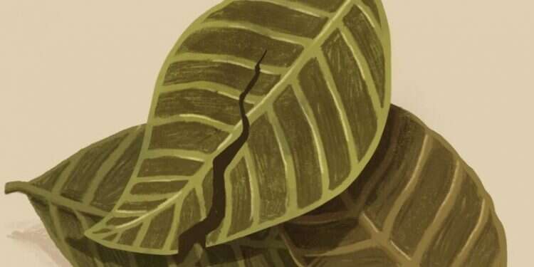 איור: הודיה מוסרי–גילבר איור: הודיה מוסרי–גילבר