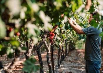 עסק משפחתי מניב יין איכותי