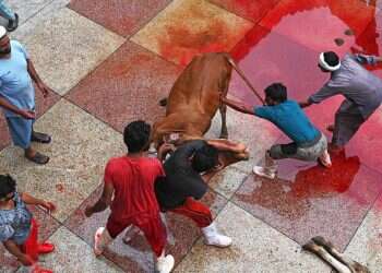 קורבנות חג הקורבן: נער בן 15 מת מעגל שנפל עליו