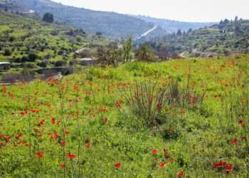 לשימוש חד פעמי