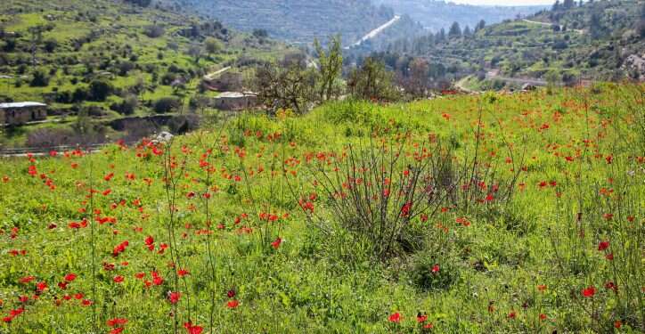 לשימוש חד פעמי