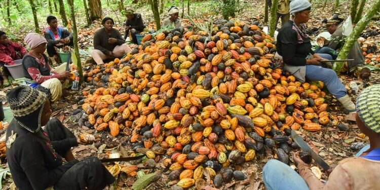 המדינות העשירות שמייבאות את הקקאו הן שקוצרות את הכסף הגדול. קציר תרמילים בקמרון. צילום: גטי אימג'ס מצילים את השוקולד: בישראל פועלים נגד הנבואות המרירות על עתיד המתוק
