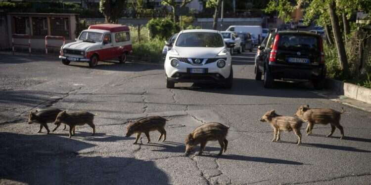 חכמים, מסתגלים ואוכלי כול. חזירים ברחובות רומא. צילום: גטי אימג'ס