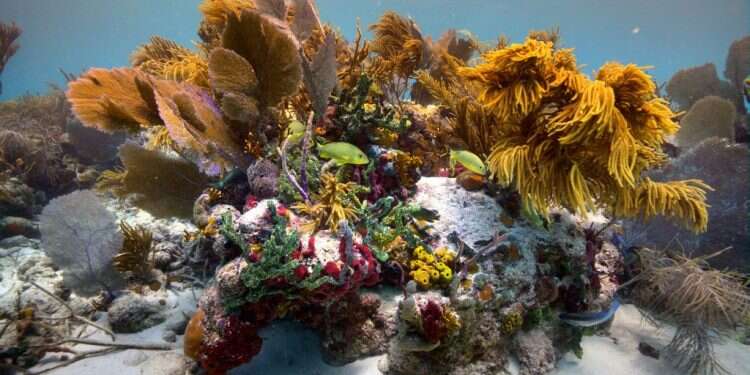 שונית אלמוגים בים סוף. צילום: ד