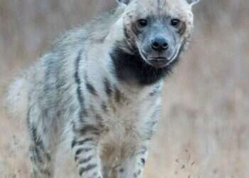 במודיעין מבכים את לכתה של רותי הצבועה: "הייתה חלק אינטגרלי מהעיר"