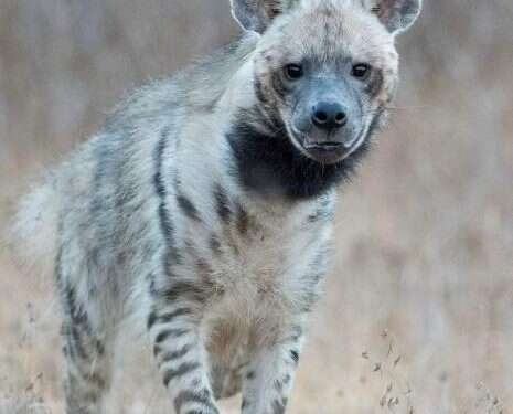 במודיעין מבכים את לכתה של רותי הצבועה: "הייתה חלק אינטגרלי מהעיר"