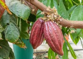 מצילים את השוקולד: בישראל פועלים נגד הנבואות המרירות על עתיד המתוק