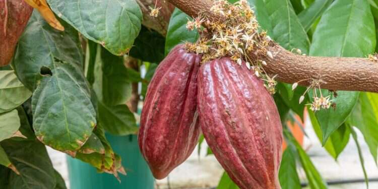 מצילים את השוקולד: בישראל פועלים נגד הנבואות המרירות על עתיד המתוק