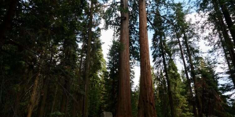 עד האלף הבא: השלב האנושי שלא חל על עצים